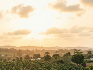 Paysage vallonné et verdoyant sous un ciel doré au coucher du soleil.