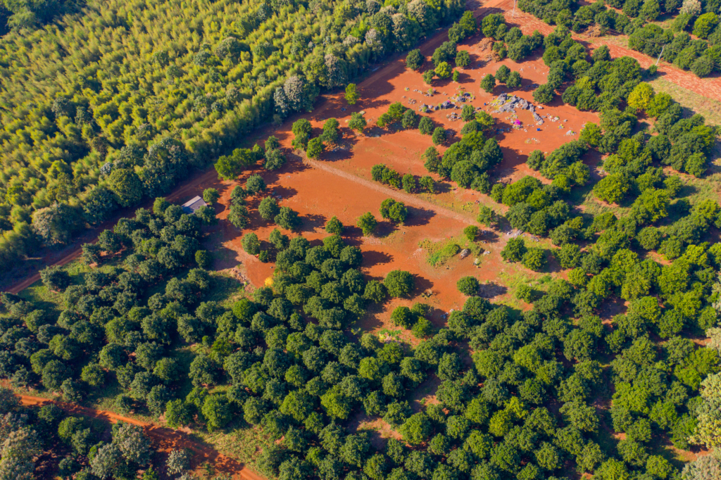 Vue aérienne d'une forêt dense et d'une clairière au sol rouge terreux.