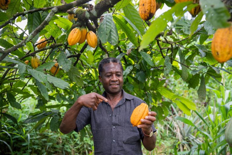 Un homme sourit en tenant une cabosse de cacao jaune dans une plantation de cacaoyers.
