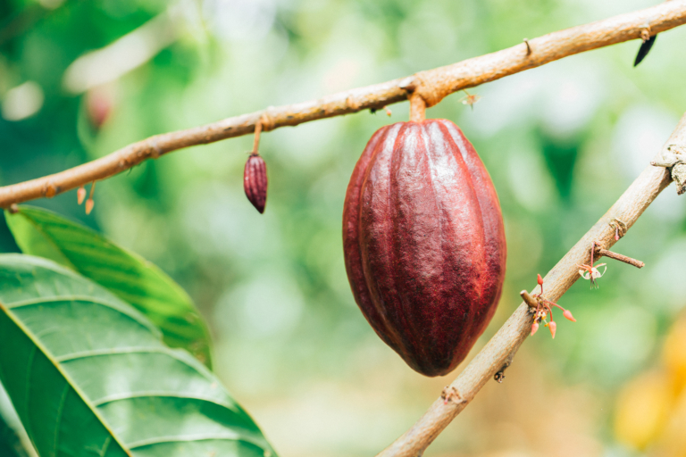 Une cabosse de cacao rouge mûre suspendue à une branche d'arbre avec un arrière-plan vert flou.
