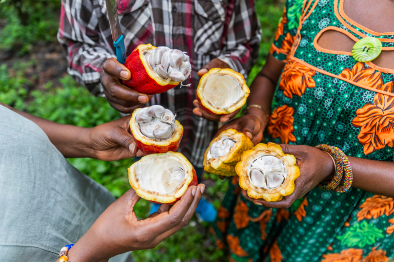 Plusieurs personnes tiennent des cabosses de cacao ouvertes révélant les fèves blanches à l'intérieur.