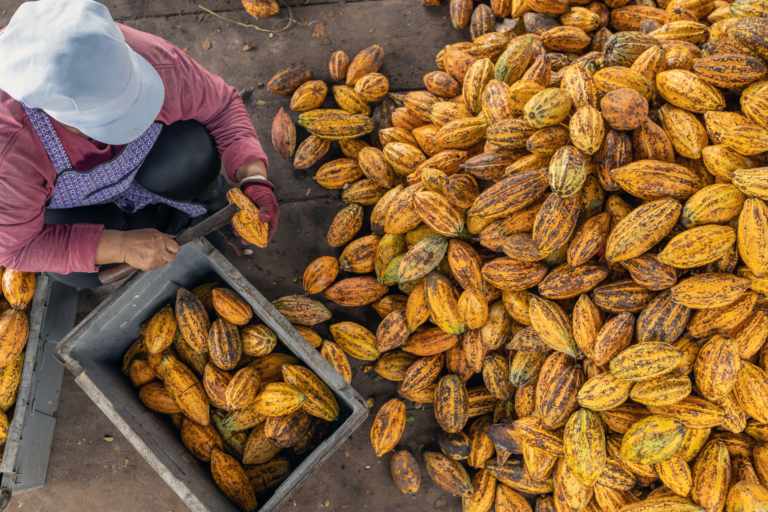 Une personne ouvre des cabosses de cacao jaunes et brunes et les place dans un bac gris.