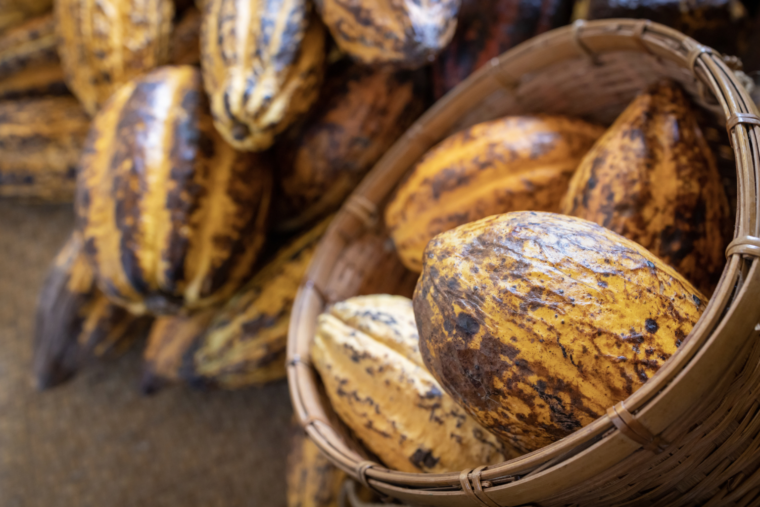 Cabosses de cacao jaunes et brunes récoltées, certaines dans un panier en osier et d'autres empilées.