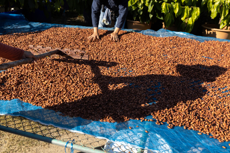 Des personnes étalent et ratissent des fèves de cacao brunes pour les faire sécher au soleil sur une bâche bleue.