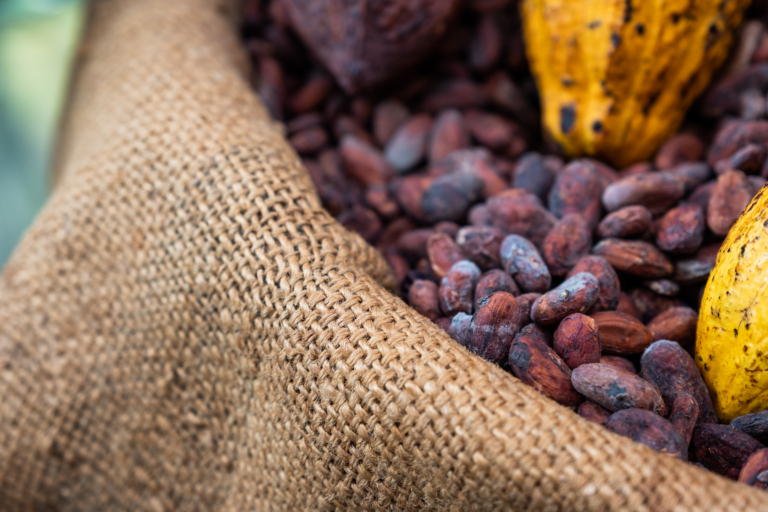 Gros plan de fèves de cacao torréfiées et de cabosses jaunes dans un sac en toile de jute.