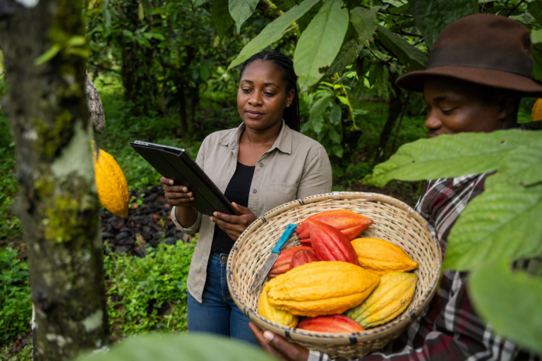 Une femme regarde une tablette dans une plantation de cacao, à côté d'un homme tenant un panier de cabosses colorées.