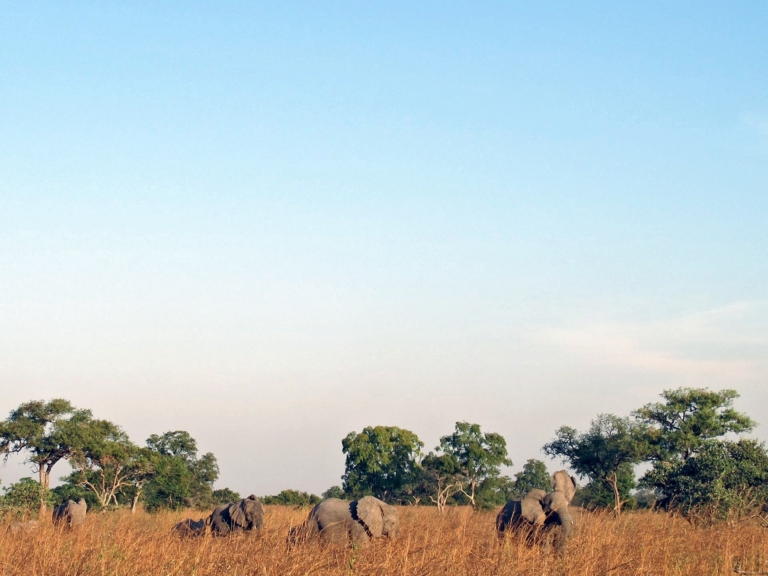 Un groupe d'éléphants se repose dans une savane d'herbes hautes sous un ciel bleu clair.