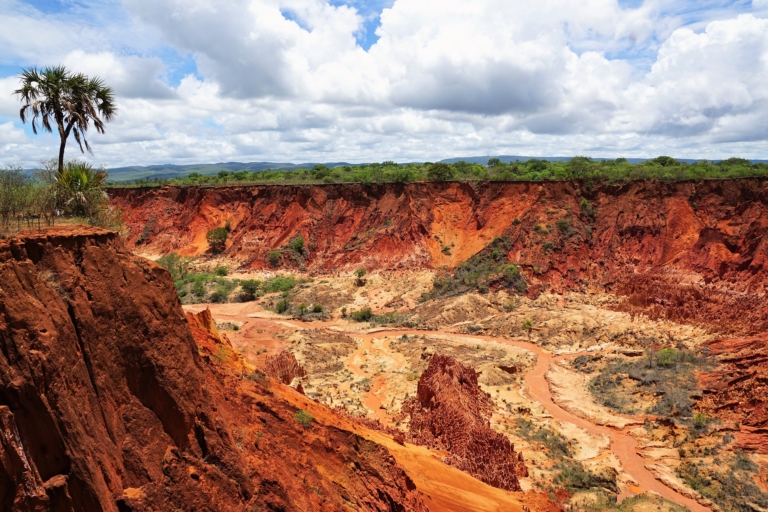Paysage de canyon avec des falaises de terre rouge sous un ciel nuageux avec un palmier solitaire.