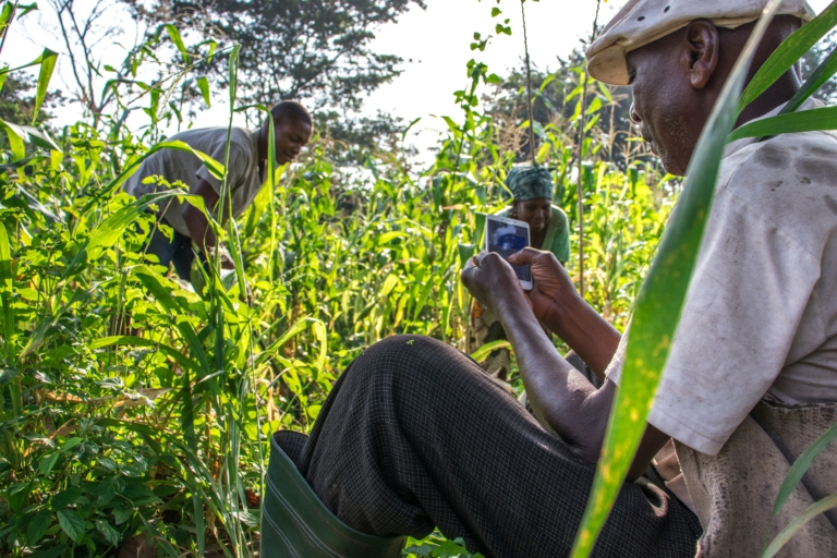 Un homme assis dans un champ de maïs utilise un smartphone tandis que d'autres personnes travaillent en arrière-plan.